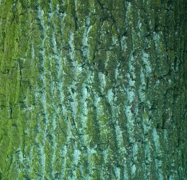 Texture of old thick  tree — Stock Photo, Image