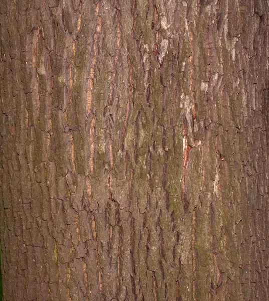 Textur des alten dicken Baumes — Stockfoto