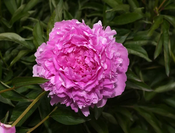 Peão rosa na grama verde — Fotografia de Stock