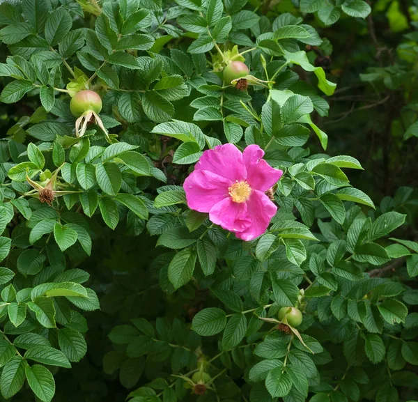 Красный цветок дикой розы на зеленой листве — стоковое фото