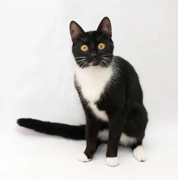 Black and white cat sitting on gray — Stock Photo, Image