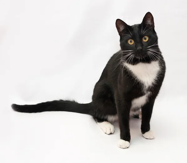 Gato preto e branco sentado em cinza — Fotografia de Stock