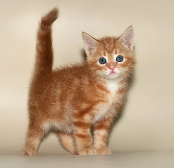 Gatinho de gengibre em pé no amarelo — Fotografia de Stock