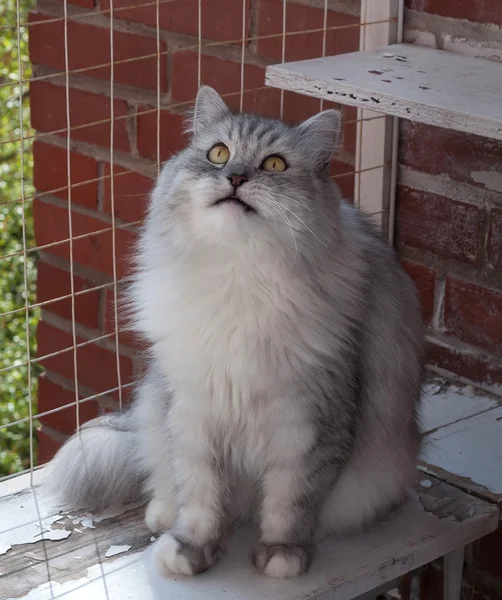 Büyük Gri kedi pervazın üzerinde oturur — Stok fotoğraf