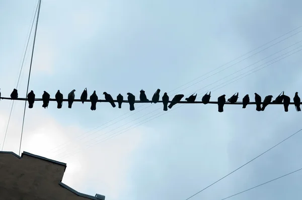 Telin üstünde oturan kuşlar — Stok fotoğraf
