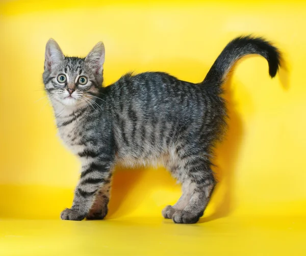 Rozłożony kociak stojący na żółty — Zdjęcie stockowe