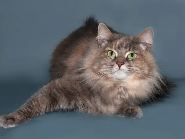 Tricolor flauschige persische Katze liegt auf grau — Stockfoto