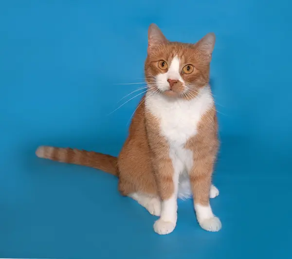 Ginger and white cat sitting on blue — Stock Photo, Image