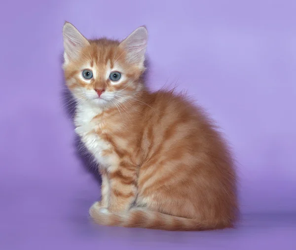 Rotes flauschiges Kätzchen sitzt auf Flieder — Stockfoto
