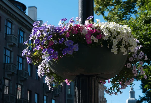 Panela pendurada com floração colorida bindweed na rua — Fotografia de Stock