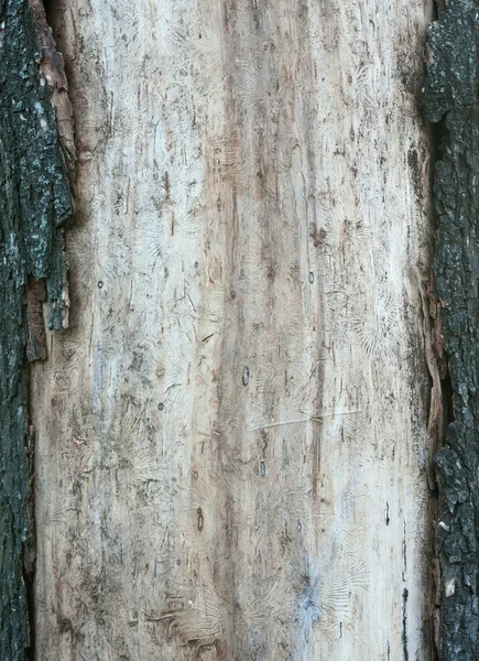 Wood texture with traces of borers — Stock Photo, Image