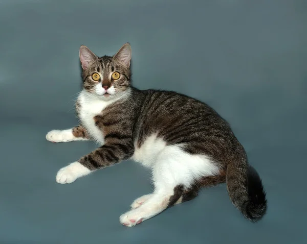 Tabby cat lying on gray — Stock Photo, Image