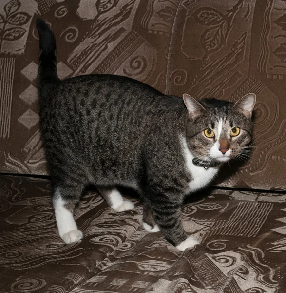 Tabby cat in collar is on couch — Stock Photo, Image