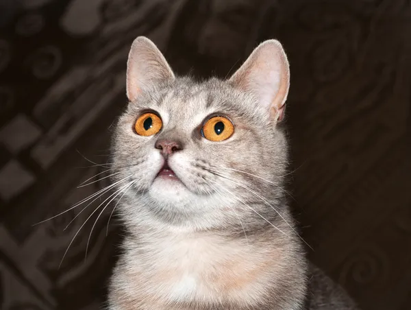 Zachte grijze kat met oranje ogen — Stockfoto