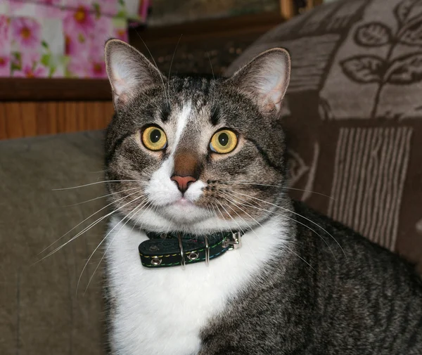 Striped cat sitting on couch — Stock Photo, Image