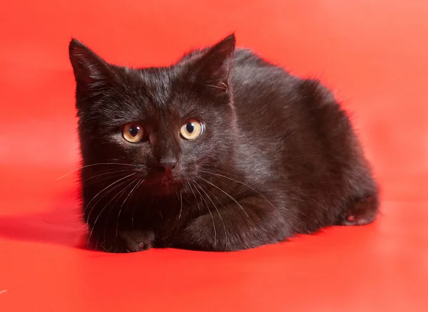 Little Kitten chocolate colored lies on red — Stock Photo, Image