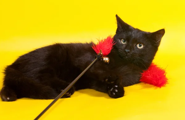 Little Kitten chocolate color lies on yellow — Stock Photo, Image