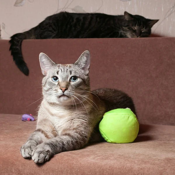 Two cats lie on couch — Stock Photo, Image