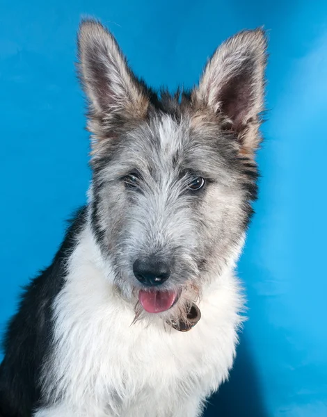 Fluffy white and gray dog on blue — Stock Photo, Image