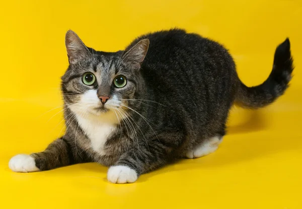 Thick striped cat lies on yellow — Stock Photo, Image