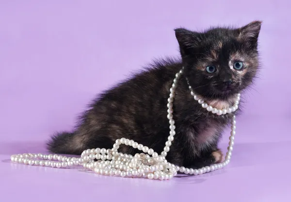 Tricolor fluffy kitten with beads around neck sits on purple — Stock Photo, Image