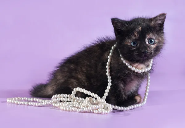 Tricolor pluizig kitten met kraaltjes rond de nek zit op paars — Stockfoto