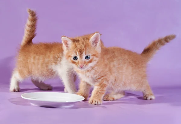 Twee rode kitten consumptiemelk op paars — Stockfoto