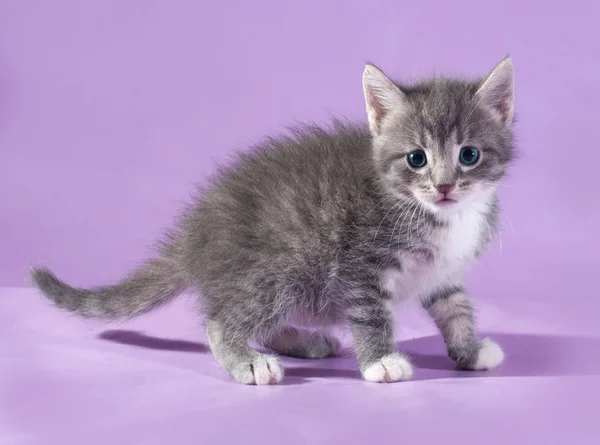 Kleine pluizig grijze kitten staande op paars — Stockfoto