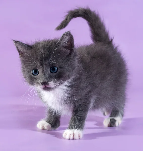 Pequeno gatinho cinza fofo em pé no roxo — Fotografia de Stock