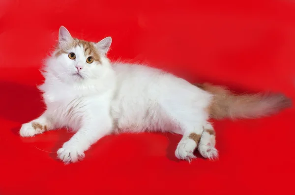 Flauschige weiße Katze mit roten Flecken auf rot liegend — Stockfoto