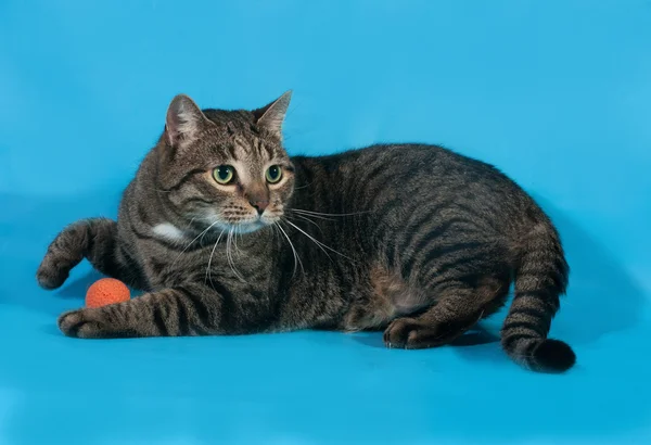 Gestromte Katze mit orangefarbener Spielzeugkugel liegt auf blau — Stockfoto