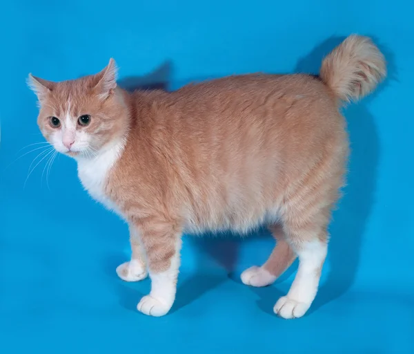 Толстая красно-белая кошка без хвоста стоит на синей — стоковое фото