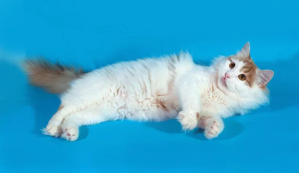 Fluffy white cat with red spots lying on blue — Stock Photo, Image