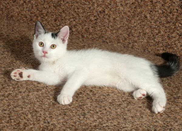 Chaton blanc avec des taches grises couché sur le canapé — Photo