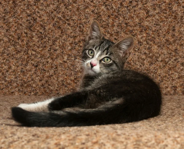 Gattino a strisce sdraiato sul divano — Foto Stock