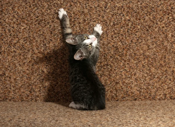 stock image Tabby kitten sharpening its claws on couch