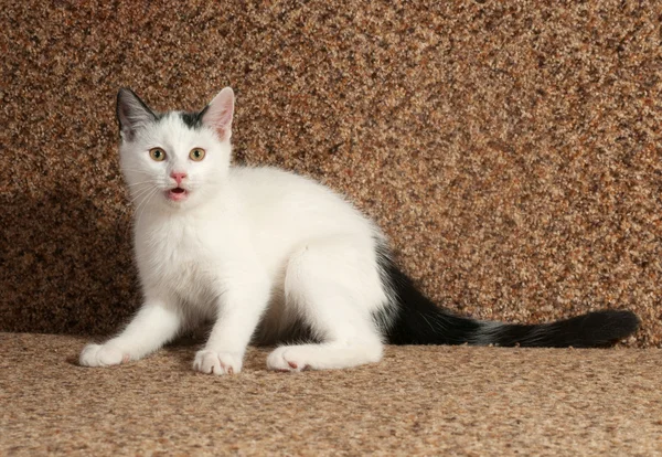 White kitten with gray spots and meows sitting on  sofa — Stock Photo, Image