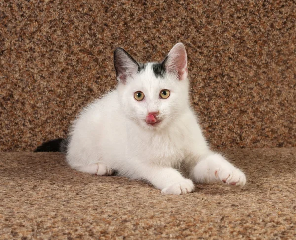 Gattino bianco sdraiato sul divano — Foto Stock