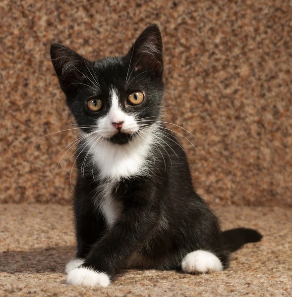 Zwart-wit kitten zittend op de Bank — Stockfoto