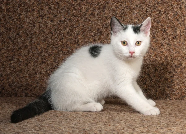 坐在沙发上的灰色斑点的白色小猫 — 图库照片
