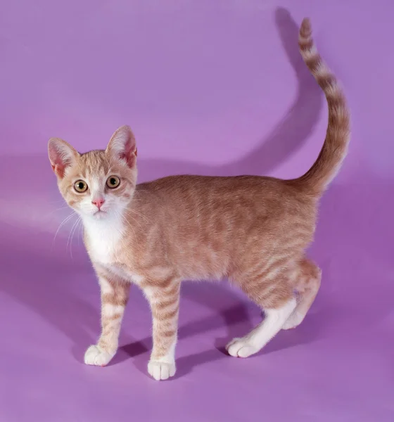 Красный и белый котенок стоит на фиолетовом — стоковое фото