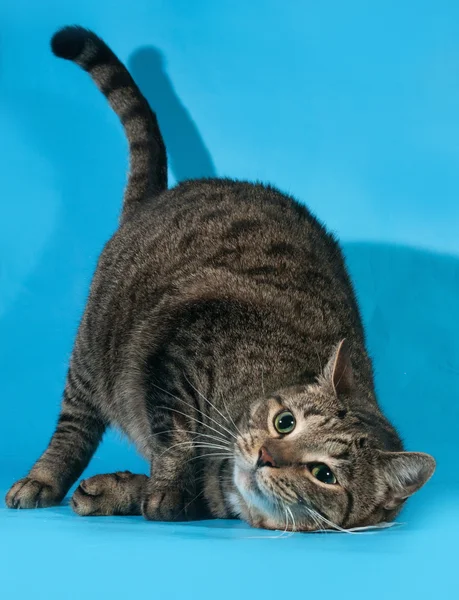 Тэбби-кот натирает лицо об пол синим Стоковое Изображение