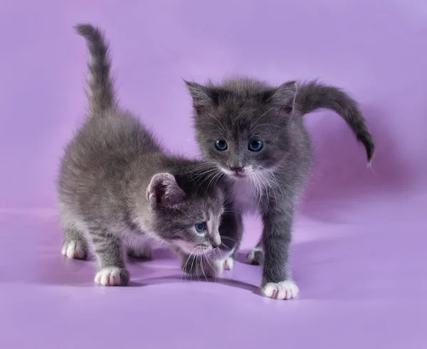 Два маленьких пушистых котенка на фиолетовом — стоковое фото