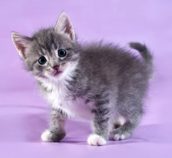 Kleines flauschiges gestromtes Kätzchen steht auf lila — Stockfoto