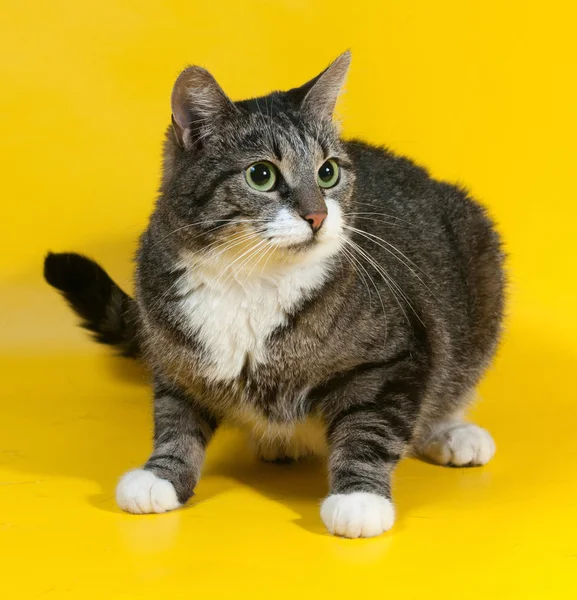 Dikke gestreepte kat ligt op geel — Stockfoto