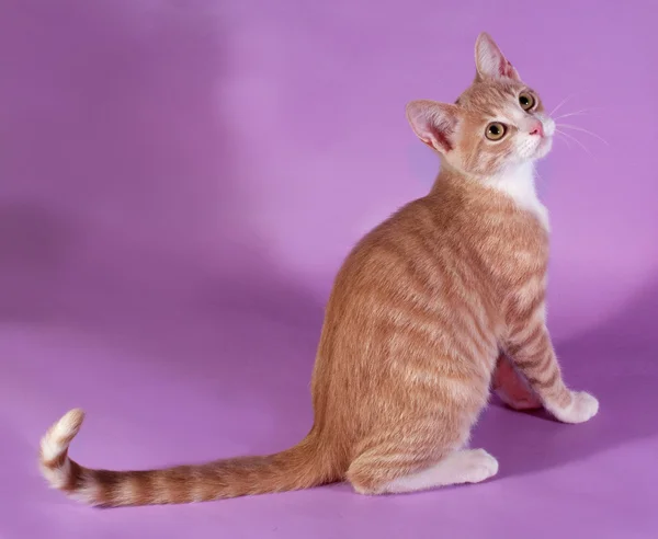 Gattino bianco e rosso seduto sul viola — Foto Stock