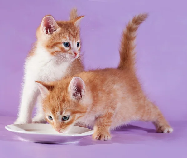 Two red kitten drinking milk from saucer on purple — Stock Photo, Image