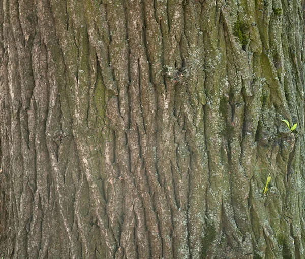 Texture di corteccia d'albero con foglie giovani — Foto Stock