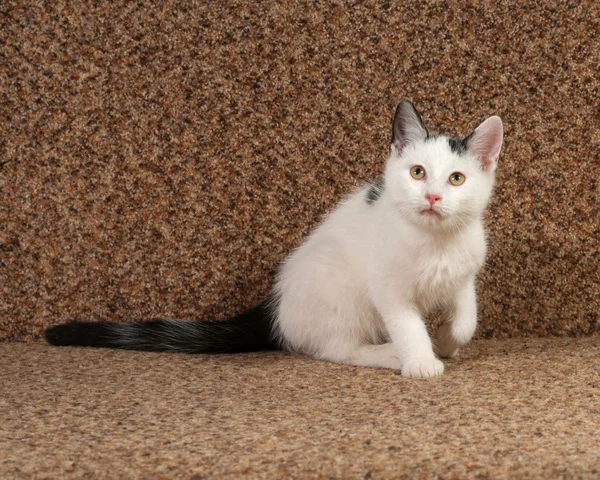 Gatito blanco con manchas grises sentado en el sofá —  Fotos de Stock