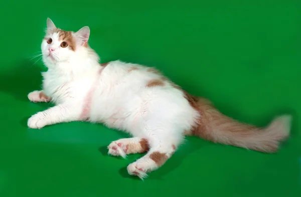Fluffy white cat with red spots lying on green — Stock Photo, Image